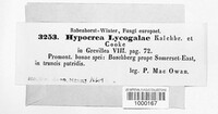 Hypocrea lycogalae image